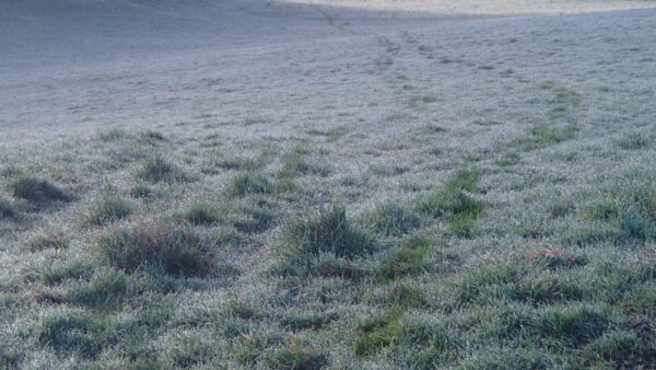 Spuren zum morgendlichen Bad im River Dart
