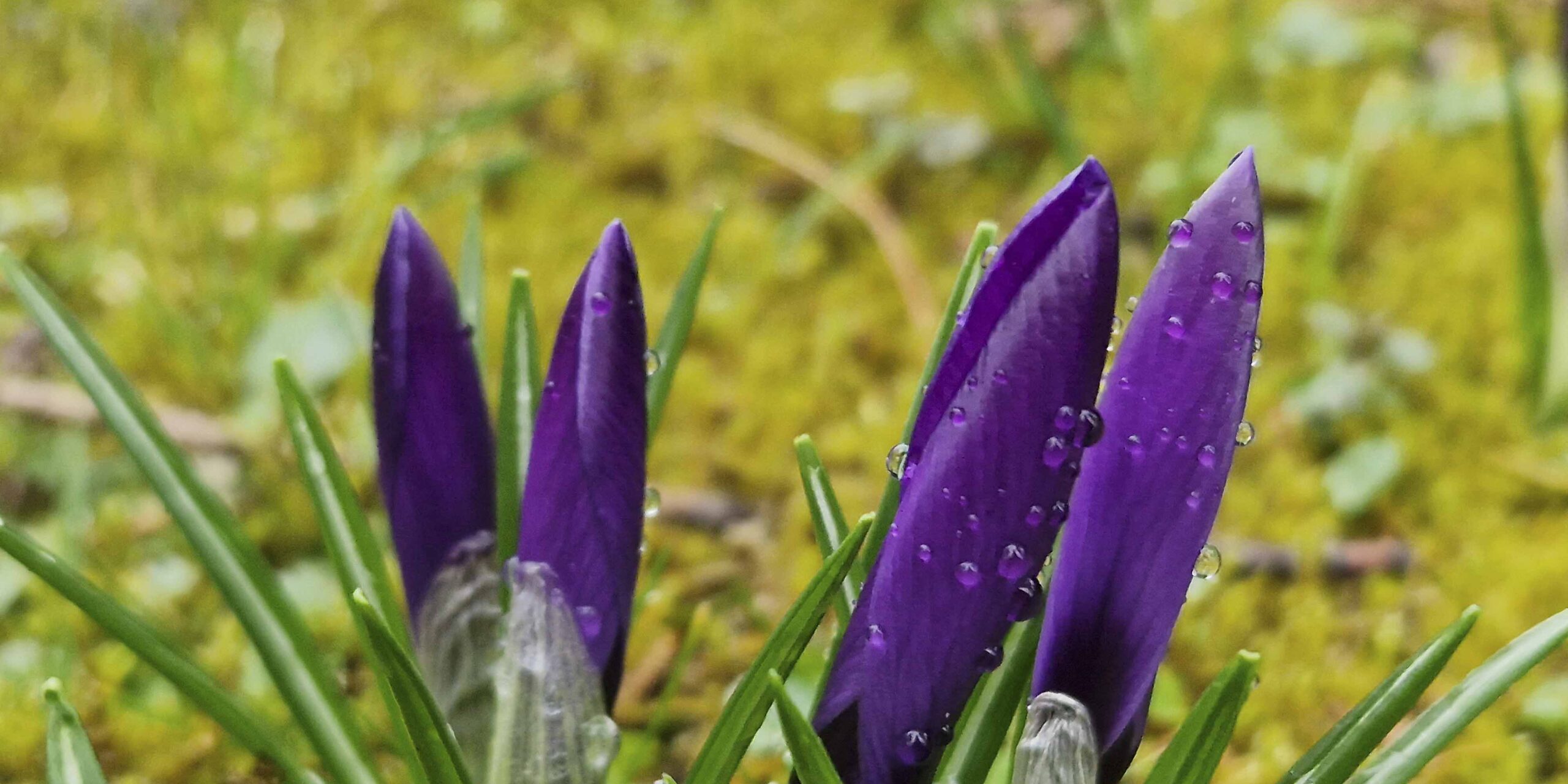 Perlen-Spiel und Farben-Stark im Natur-Dialog