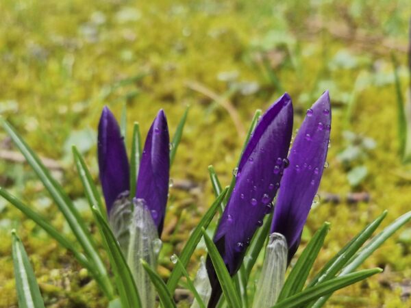 Perlen-Spiel und Farben-Stark im Natur-Dialog