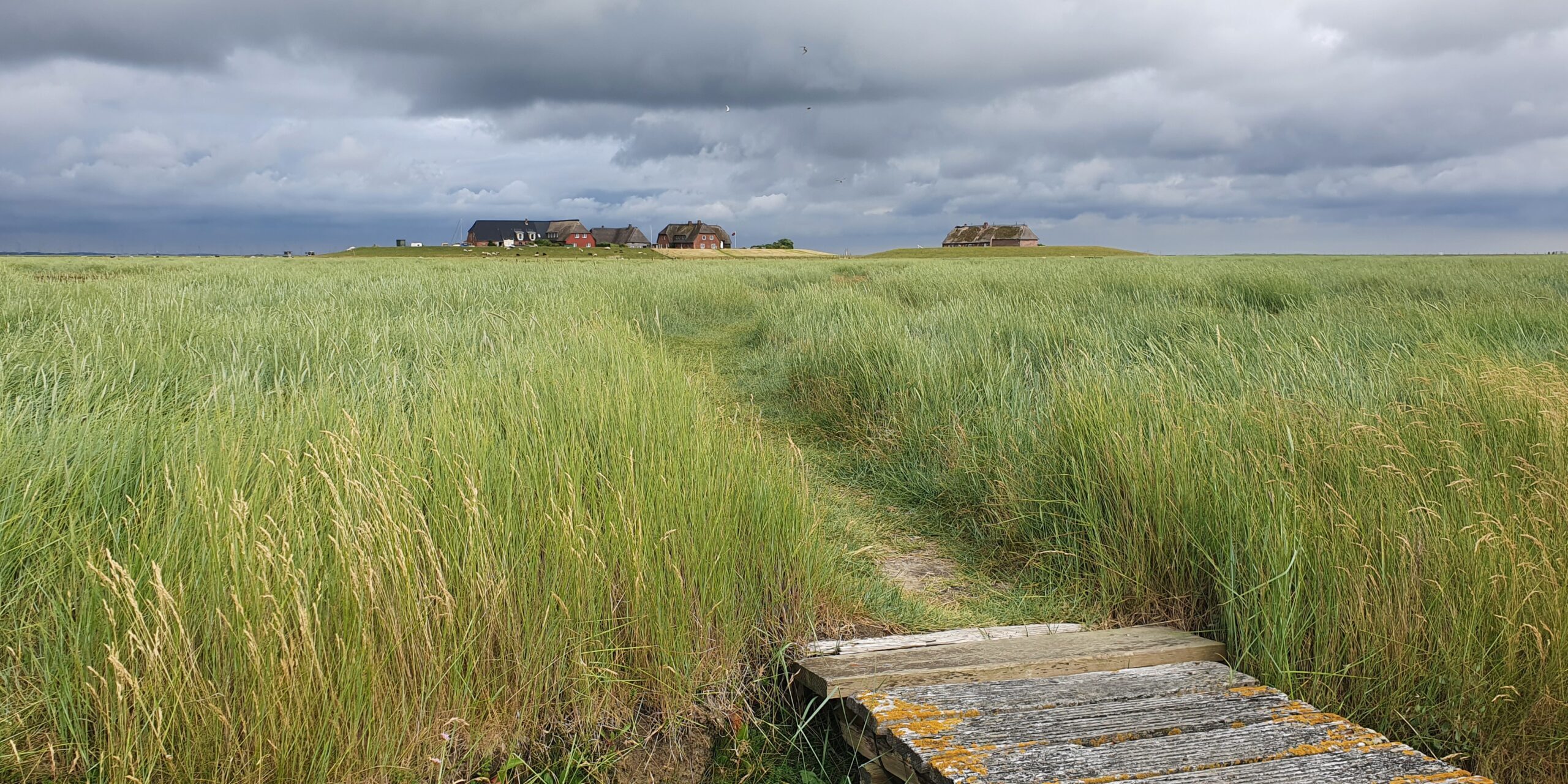 Grote_Hallig Gröde2
