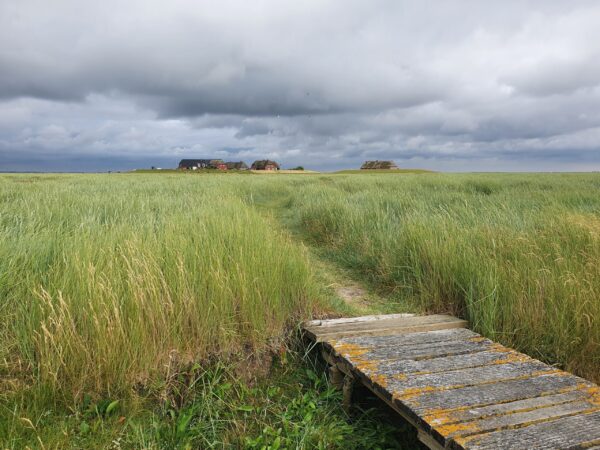 Grote_Hallig Gröde2