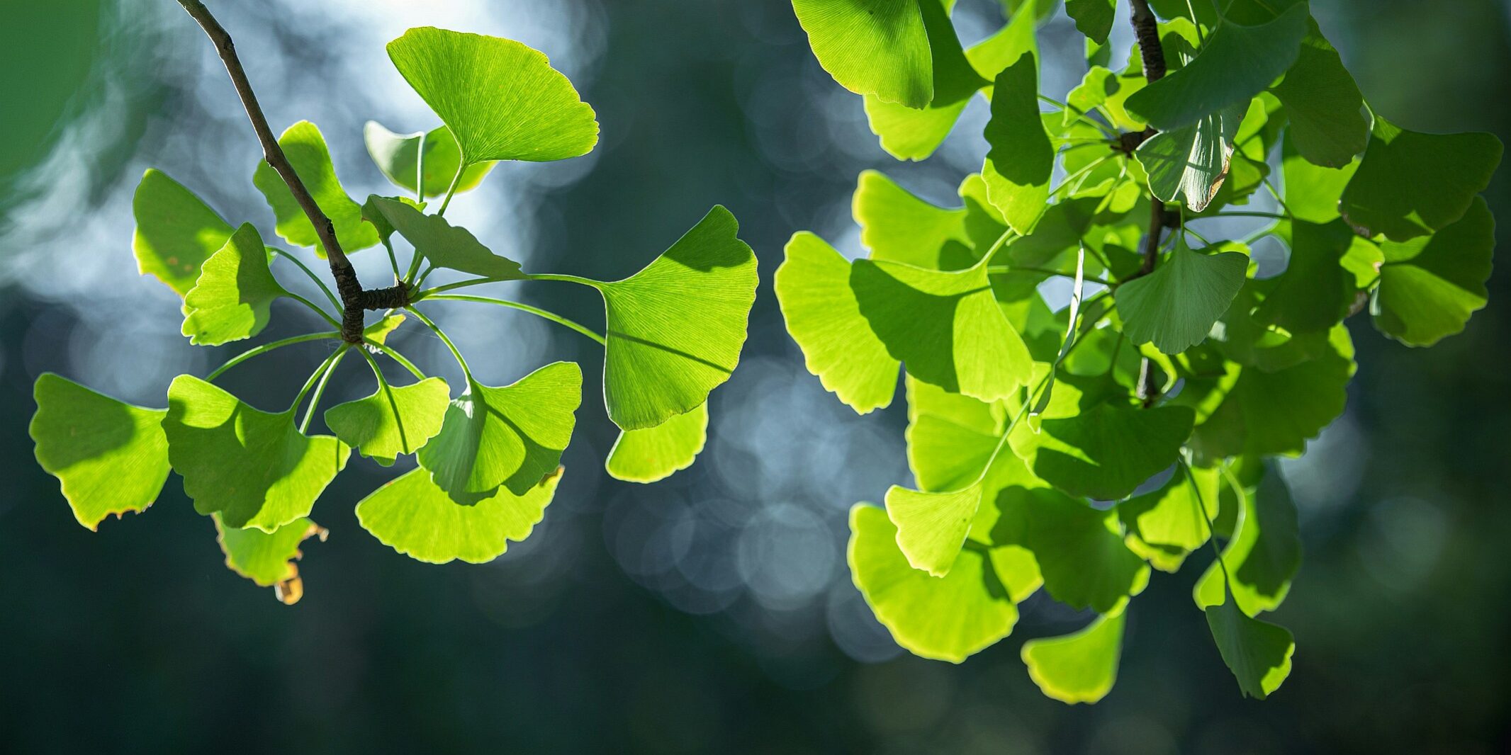 GINKO_tao-yuan-xYu-SITpzk4-unsplash_k